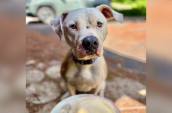Family Adopts “Bulldog,” But DNA Test Reveals He’s Something Completely Different