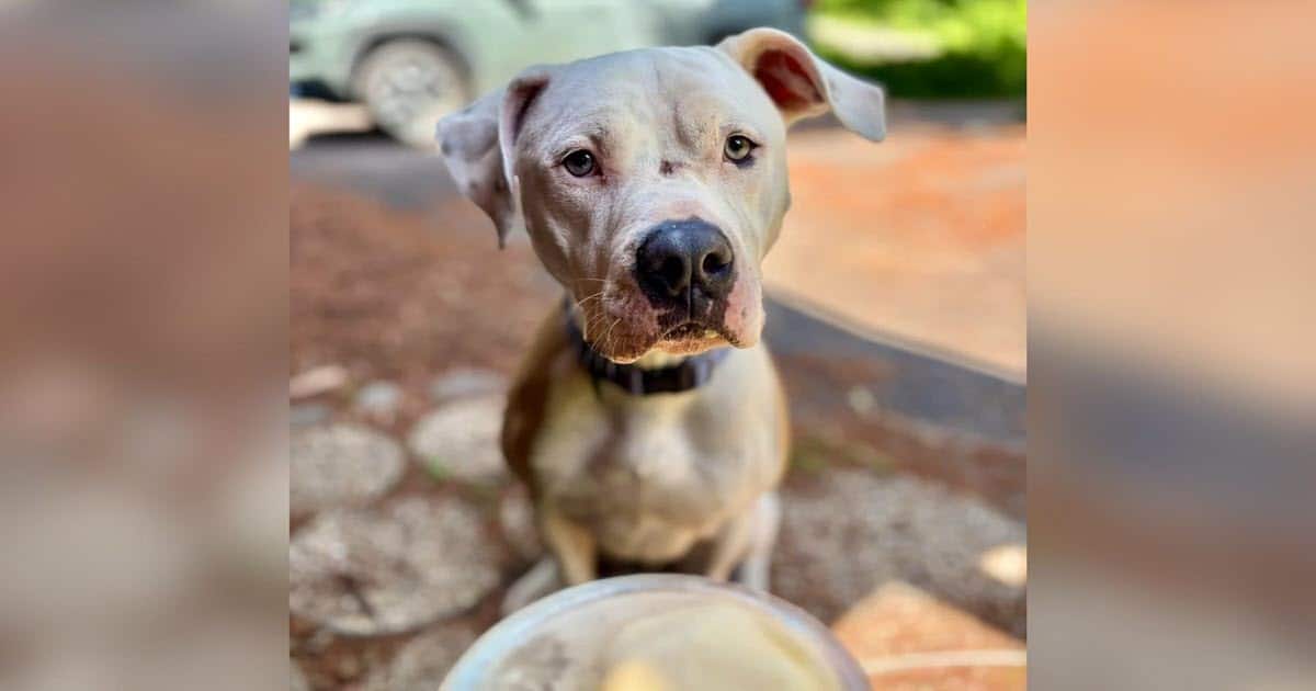 Family Adopts “Bulldog,” But DNA Test Reveals He’s Something Completely Different