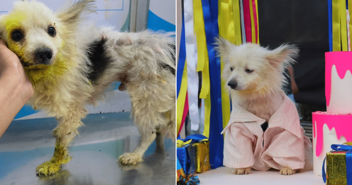 Family Rejects Rescue Dog Over “Bad Breath” But Millions Rally Behind Him Family Rejects Rescue Dog Over “Bad Breath” But Millions Rally Behind Him