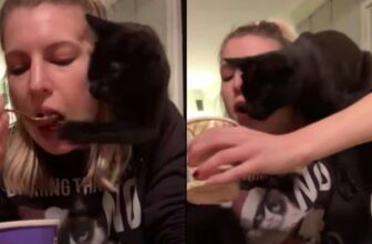 Food Time Means “Mine Only” for This Hilarious Cat