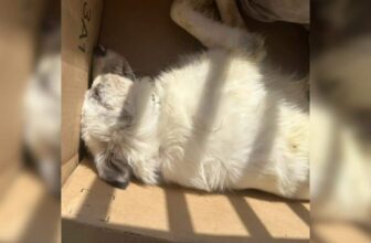 G.I. Joe’s Second Chance Shows the Power of Love and Rescue