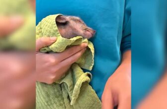 He Was Found Covered in Oil, But Now He’s Covered in Love