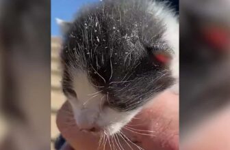 Hearing Faint Meows, This Family Did Whatever It Took to Help