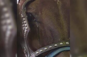 Heartbreak Turned to Hope Thanks to One Brave Horse