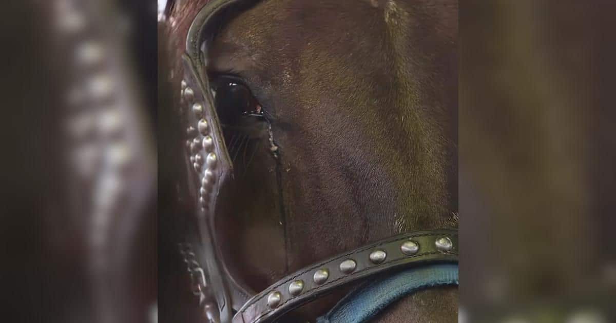 Heartbreak Turned to Hope Thanks to One Brave Horse Heartbreak Turned to Hope Thanks to One Brave Horse
