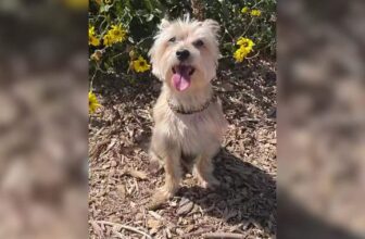 How Jesse McCartney’s Wife Knew He Was the Real Deal