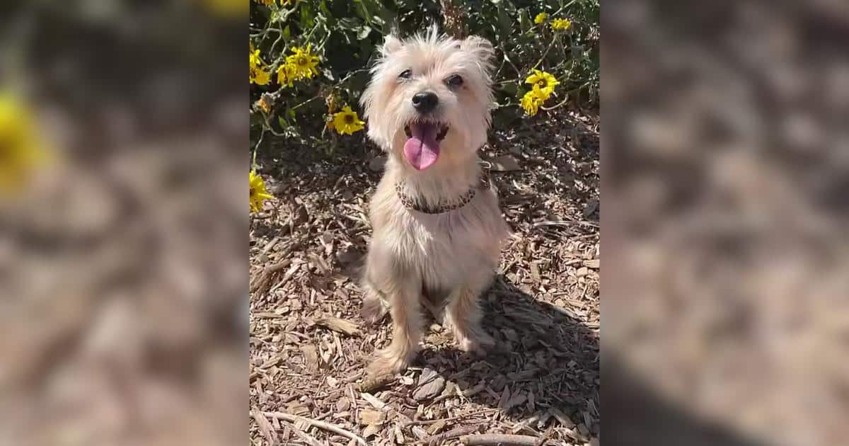 How Jesse McCartney’s Wife Knew He Was the Real Deal