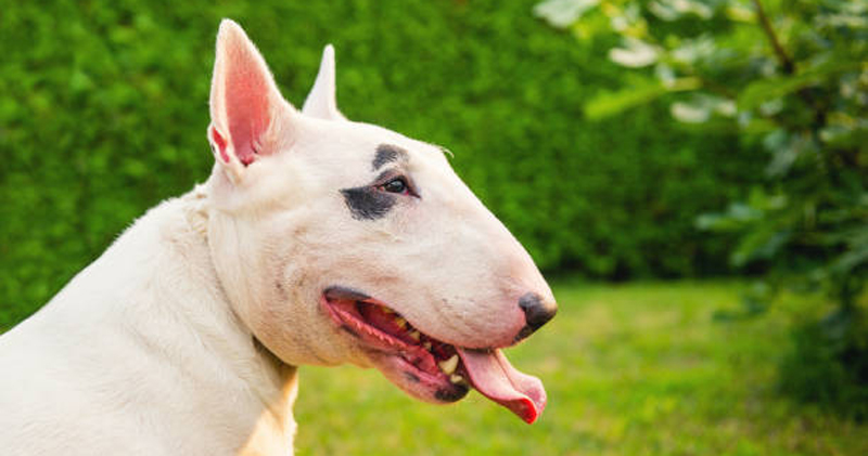 Is Your Bull Terrier a Picky Eater? Try This Simple Hack.