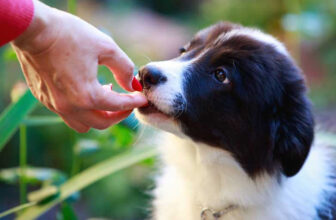 Is Your Collie a Picky Eater? Try This Simple Hack.