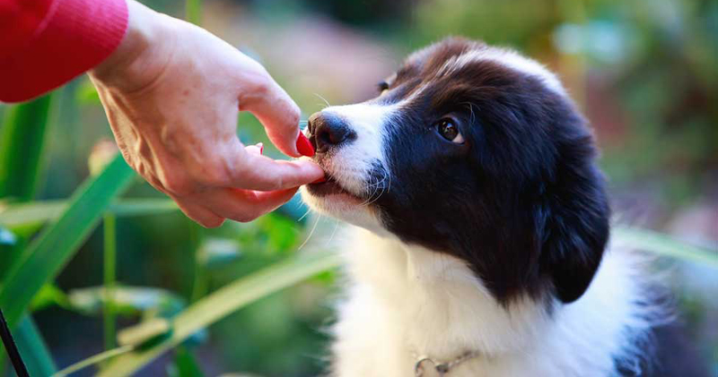 Is Your Collie a Picky Eater? Try This Simple Hack. Is Your Collie a Picky Eater? Try This Simple Hack.