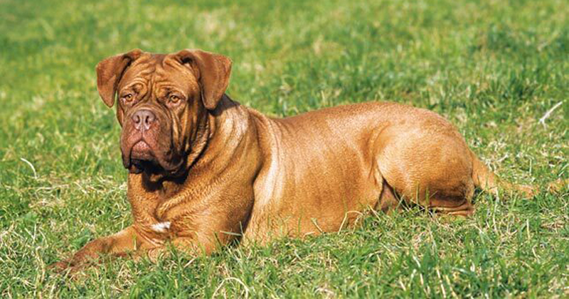 Is Your Dogue De Bordeaux a Picky Eater? Try This Simple Hack. Is Your Dogue De Bordeaux a Picky Eater? Try This Simple Hack.