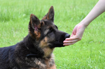 Is Your German Shepherd a Picky Eater? Try This Simple Hack.