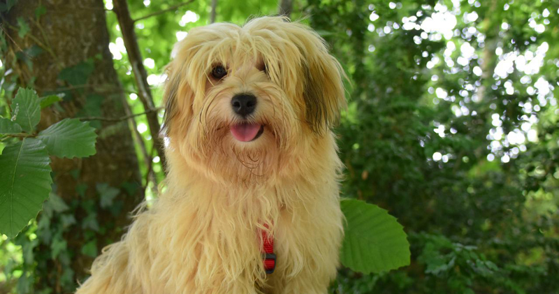 Is Your Havanese a Picky Eater? Try This Simple Hack. Is Your Havanese a Picky Eater? Try This Simple Hack.