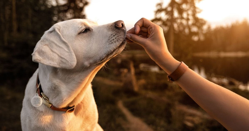 Is Your Lab a Picky Eater? Try This Simple Hack. Is Your Lab a Picky Eater? Try This Simple Hack.