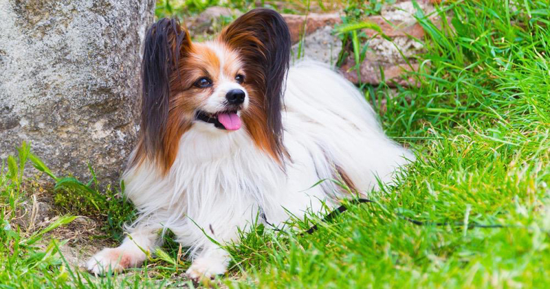 Is Your Papillon a Picky Eater? Try This Simple Hack. Is Your Papillon a Picky Eater? Try This Simple Hack.