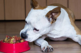 Is Your Pit Bull a Picky Eater? Try This Simple Hack.