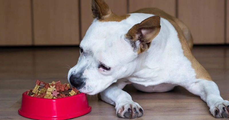 Is Your Pit Bull a Picky Eater? Try This Simple Hack. Is Your Pit Bull a Picky Eater? Try This Simple Hack.