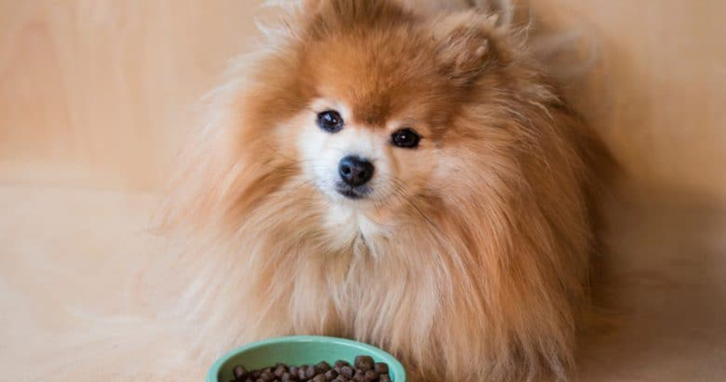 Is Your Pomeranian a Picky Eater? Try This Simple Hack. Is Your Pomeranian a Picky Eater? Try This Simple Hack.