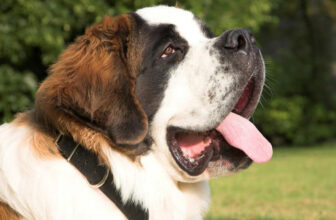 Is Your St. Bernard a Picky Eater? Try This Simple Hack.