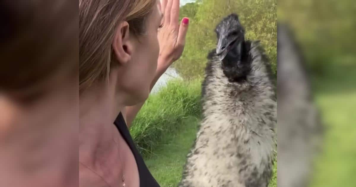 Jealous or Just Devoted? This Emu Guards Her Human With Pride Jealous or Just Devoted? This Emu Guards Her Human With Pride