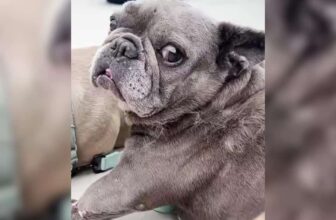 Love Turned This Broken Frenchie Into the Happiest Dog Around