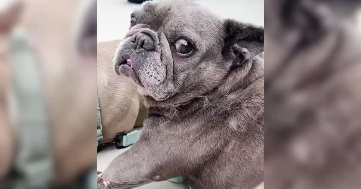 Love Turned This Broken Frenchie Into the Happiest Dog Around