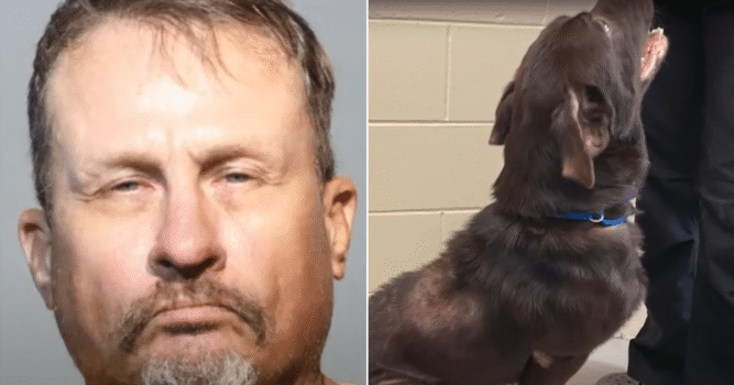 Man Accused of Neglecting Flea-Infested Dogs Faces Animal Cruelty Charges