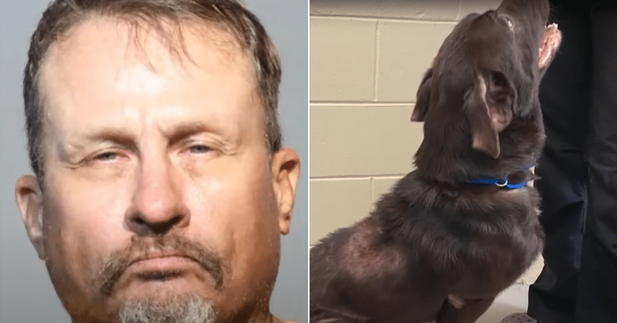 Man Accused of Neglecting Flea-Infested Dogs Faces Animal Cruelty Charges Man Accused of Neglecting Flea-Infested Dogs Faces Animal Cruelty Charges