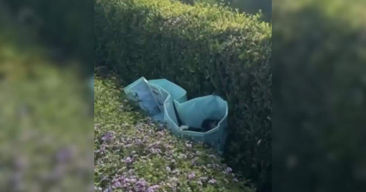 Man Finds Ten Tiny Puppies Abandoned in a Canyon Pool Man Finds Ten Tiny Puppies Abandoned in a Canyon Pool