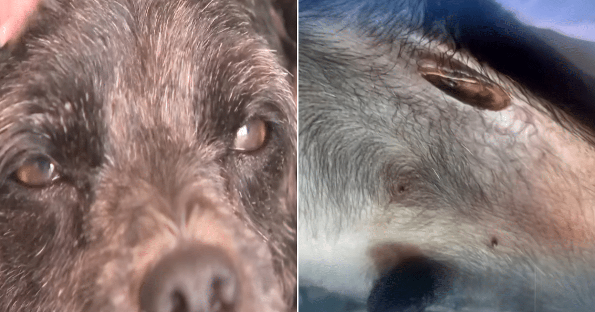 Man Warns Others After Dog Suffers Injury During Mobile Grooming Man Warns Others After Dog Suffers Injury During Mobile Grooming