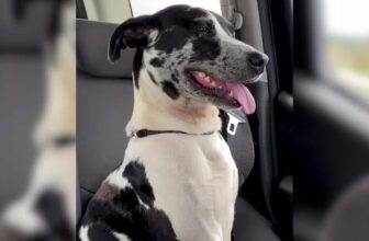 Months After Rescue, This Dog Found His Way Back to His Hero