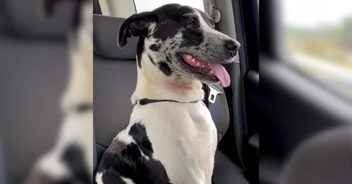 Months After Rescue, This Dog Found His Way Back to His Hero Months After Rescue, This Dog Found His Way Back to His Hero