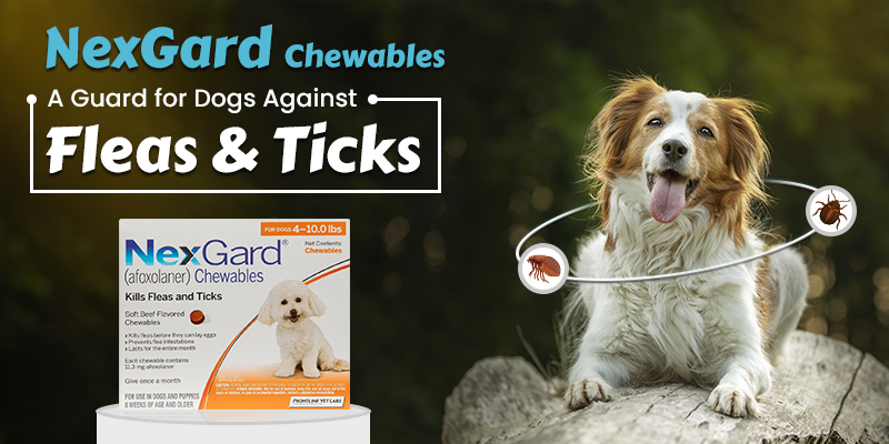 NexGard Chewables: A Guard for Dogs Against Fleas & Ticks NexGard Chewables: A Guard for Dogs Against Fleas & Ticks