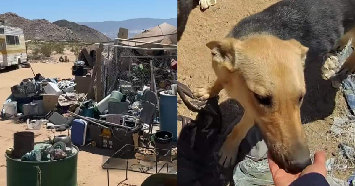 Pip’s Story Proves Even the Harshest Places Can Lead to Love