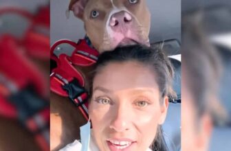 Pittie Becomes His Mom’s Constant Comfort After Heartache