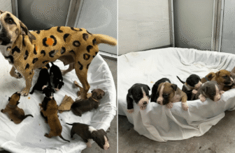 Rescuers Shocked After Discovering Neglected Dog Covered in Leopard Spots