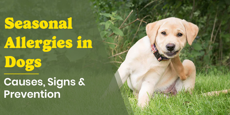 Seasonal Allergies in Dogs – Causes, Signs & Prevention Seasonal Allergies in Dogs – Causes, Signs & Prevention