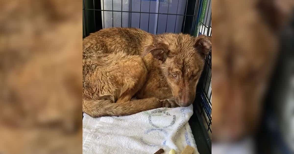 Second Chance Turned Ivy’s Sad Story Into One of Joy