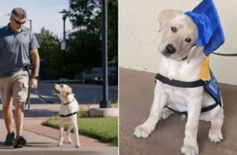Service Dog Becomes “Guardian Angel” to Retired Army Veteran