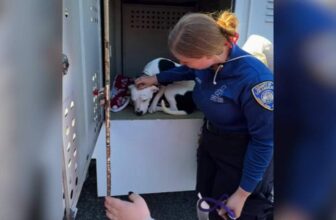 Shelter Dog Ignored by Adopters Finally Gets His Happy Ending