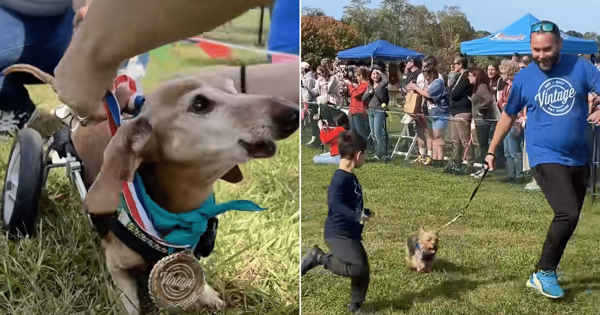 Special Needs Pups Melt Hearts Racing to the Finish Line at “Special Day for Special Dogs” Special Needs Pups Melt Hearts Racing to the Finish Line at “Special Day for Special Dogs”