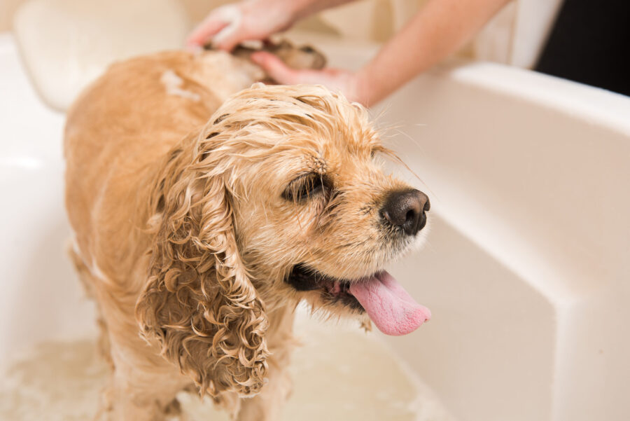 Stress-free bathing tips for anxious dogs