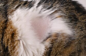 The #1 Ingredient to Help Fur Loss in Dogs and Cats