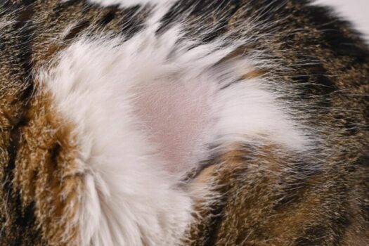 The #1 Ingredient to Help Fur Loss in Dogs and Cats