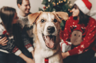 The 13 Best Ugly Christmas Sweaters for Dog People