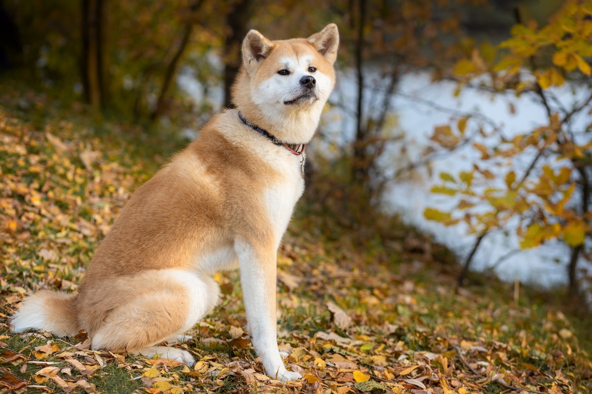 The Best Dehydrated Dog Foods for Akitas The Best Dehydrated Dog Foods for Akitas