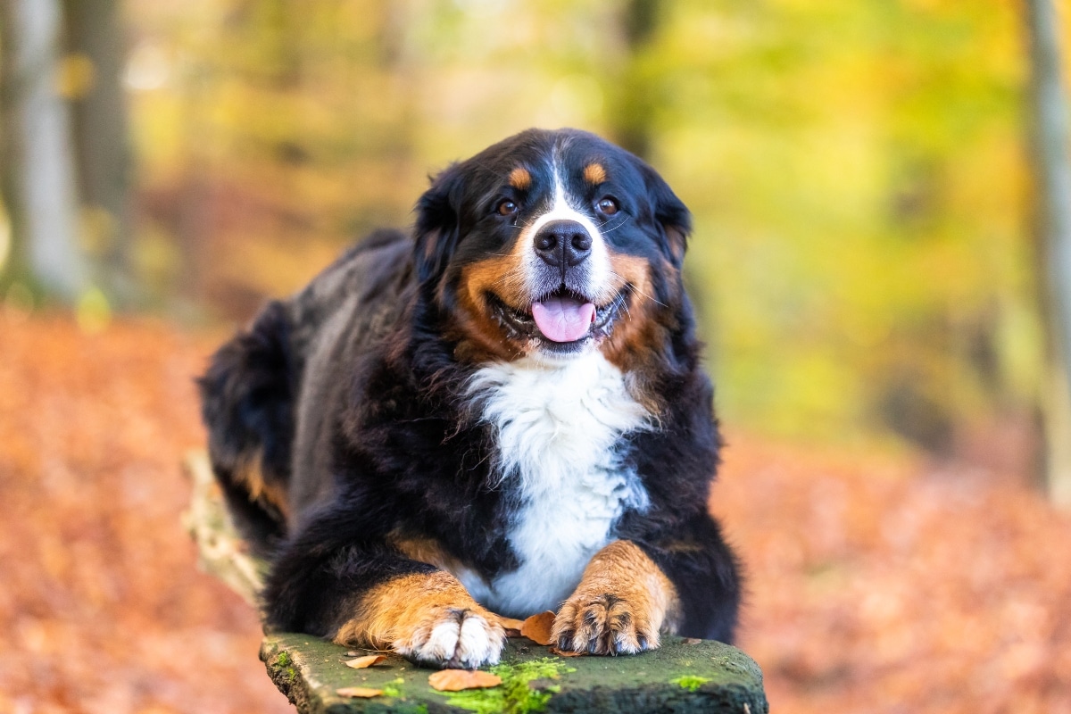 The Best Dehydrated Dog Foods for Bernese Mountain Dogs The Best Dehydrated Dog Foods for Bernese Mountain Dogs