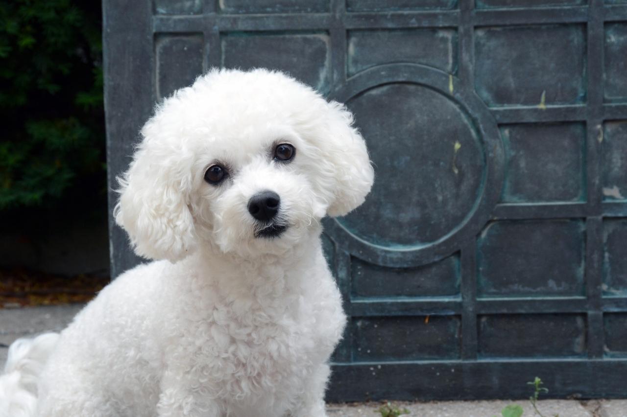 The Best Dehydrated Dog Foods for Bichon Frises The Best Dehydrated Dog Foods for Bichon Frises