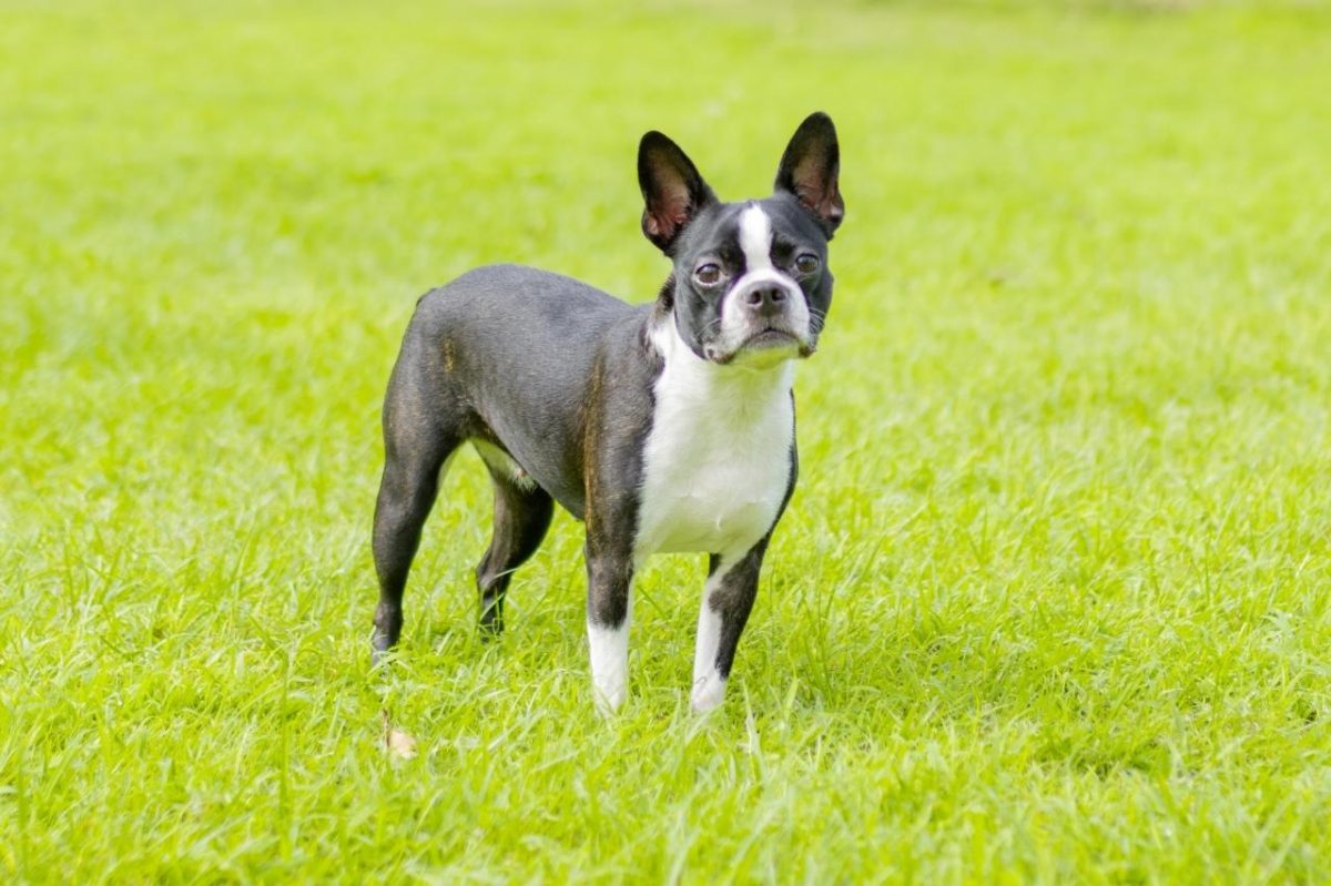 The Best Dehydrated Dog Foods for Boston Terriers The Best Dehydrated Dog Foods for Boston Terriers