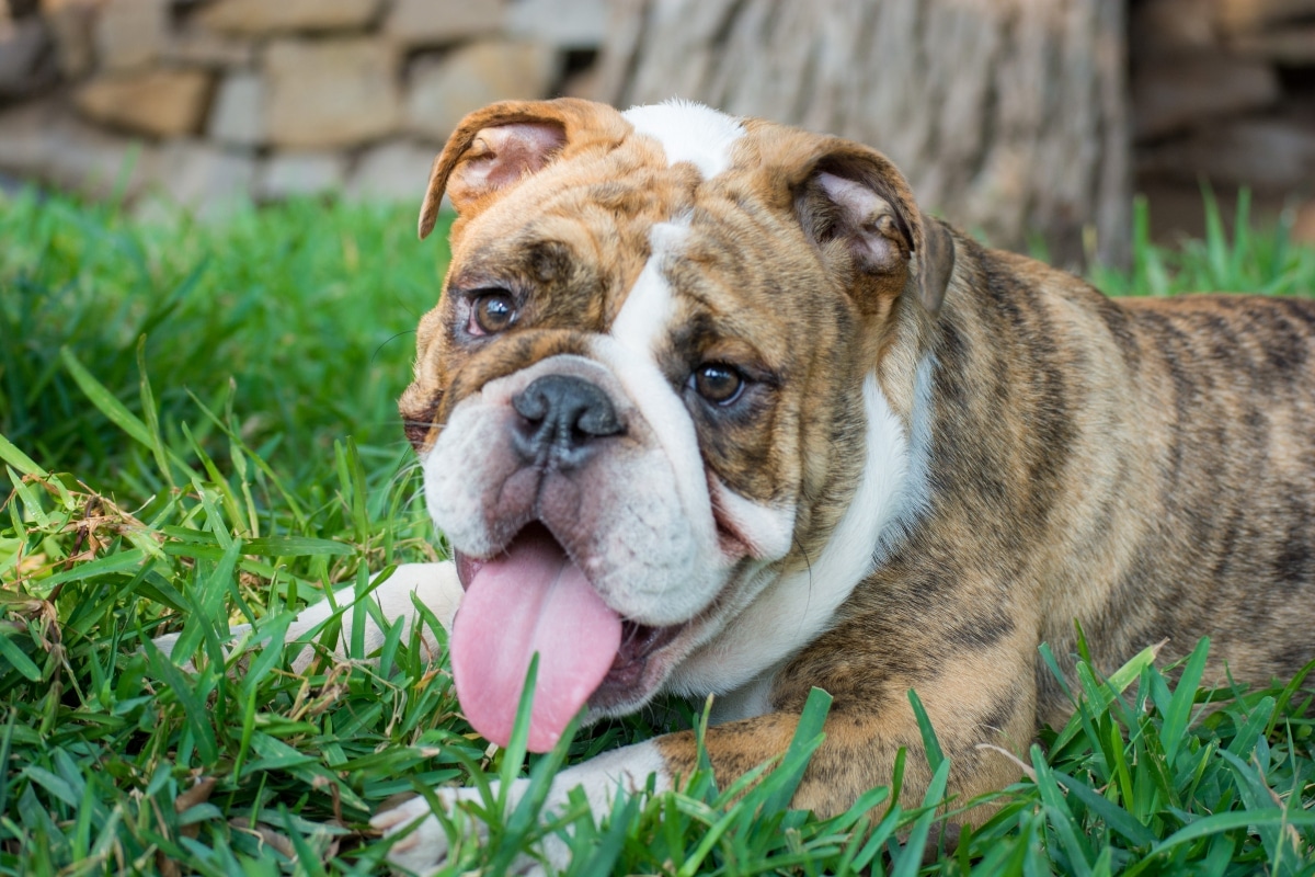 The Best Dehydrated Dog Foods for Bulldogs